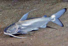 Pescado bagre 3 und grandes