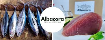 Albacora